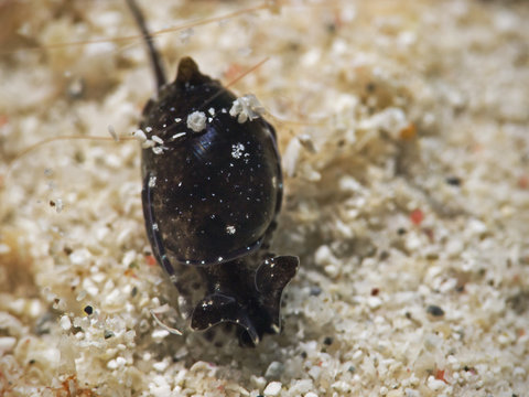 Headshield slug (Haminoeid sp9)