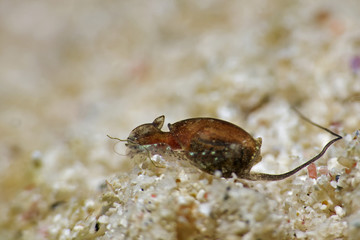 Headshield slug (Haminoeid sp9)