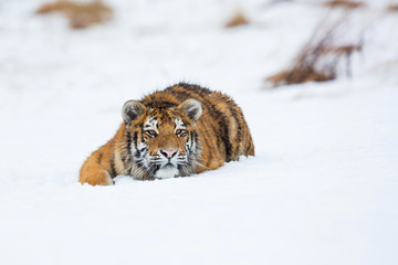 Siberian tiger (Panthera tigris tigris) also called Amur tiger.The tiger is reddish-rusty, or rusty-yellow in color, with narrow black transverse stripes.