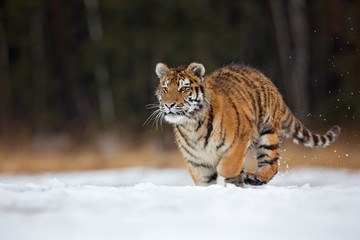 Siberian tiger (Panthera tigris tigris) also called Amur tiger.The tiger is reddish-rusty, or rusty-yellow in color, with narrow black transverse stripes.