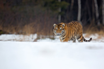 Fototapeta na wymiar Siberian tiger (Panthera tigris tigris) also called Amur tiger.The tiger is reddish-rusty, or rusty-yellow in color, with narrow black transverse stripes.