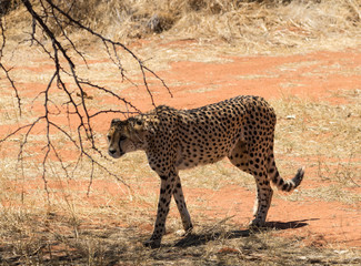 Fototapeta na wymiar Cheetah prowling in Okonjima National Park, Namibia