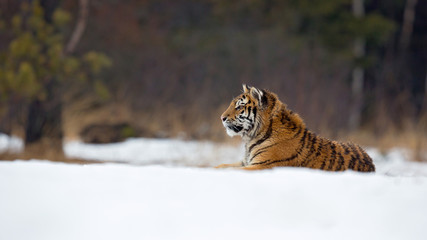 Fototapeta na wymiar Siberian tiger (Panthera tigris tigris) also called Amur tiger.The tiger is reddish-rusty, or rusty-yellow in color, with narrow black transverse stripes.