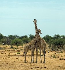 Giraffe mother and child in Etosha National Park, Namibia