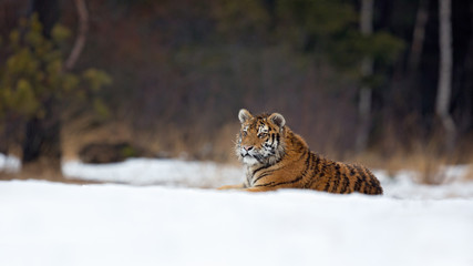 Siberian tiger (Panthera tigris tigris) also called Amur tiger.The tiger is reddish-rusty, or rusty-yellow in color, with narrow black transverse stripes.