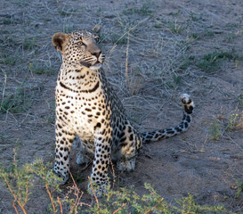 Year old leopard cub in Okonjima National Park, namibia