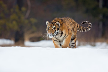 Siberian tiger (Panthera tigris tigris) also called Amur tiger.The tiger is reddish-rusty, or rusty-yellow in color, with narrow black transverse stripes.