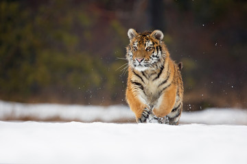 Siberian tiger (Panthera tigris tigris) also called Amur tiger.The tiger is reddish-rusty, or rusty-yellow in color, with narrow black transverse stripes.