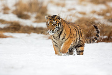 Siberian tiger (Panthera tigris tigris) also called Amur tiger.The tiger is reddish-rusty, or rusty-yellow in color, with narrow black transverse stripes.