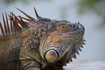Fototapeta premium Green Iguana (male), La Fortuna, Costa Rica