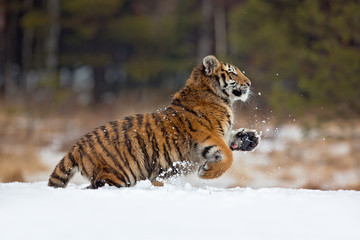 Siberian tiger (Panthera tigris tigris) also called Amur tiger.The tiger is reddish-rusty, or rusty-yellow in color, with narrow black transverse stripes.