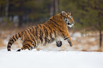 Siberian tiger (Panthera tigris tigris) also called Amur tiger.The tiger is reddish-rusty, or...