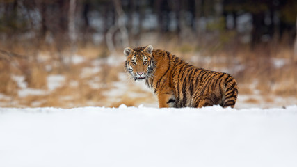 Siberian tiger (Panthera tigris tigris) also called Amur tiger.The tiger is reddish-rusty, or rusty-yellow in color, with narrow black transverse stripes.