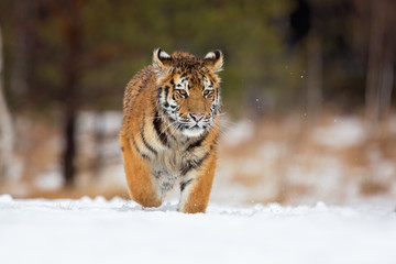 Siberian tiger (Panthera tigris tigris) also called Amur tiger.The tiger is reddish-rusty, or rusty-yellow in color, with narrow black transverse stripes.