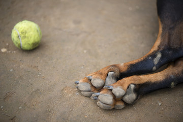 犬の足とテニスボール