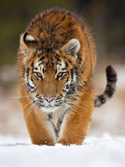 Siberian tiger (Panthera tigris tigris) also called Amur tiger.The tiger is reddish-rusty, or rusty-yellow in color, with narrow black transverse stripes.
