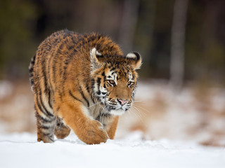 Siberian tiger (Panthera tigris tigris) also called Amur tiger.The tiger is reddish-rusty, or rusty-yellow in color, with narrow black transverse stripes.