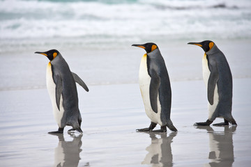 Fototapeta na wymiar King Penguins - Falkland Islands