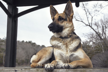 German Shephed On The Watch