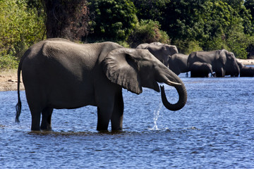 African Elephants - Chobe National Park - Botswana