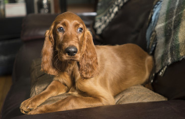 Young Canine Irish Setter Rust Coat Laying Down