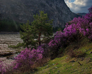 Russia. The South Of Western Siberia, spring flowers of the Altai mountains. Rhododendron