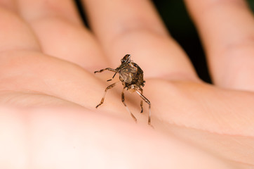 Ninfa di Libellula / La metamorfosi della libellula