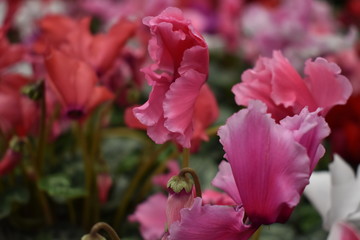 Red, pink, purple flower cyclamen