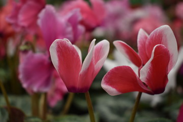 Red, pink, purple flower cyclamen