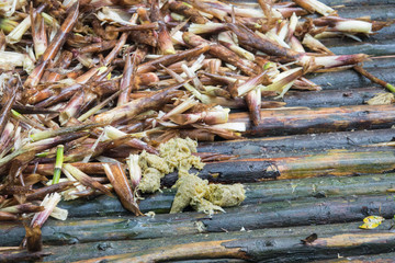 Panda excrement with bamboo on bamboo ground
