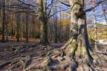 Beeches' roots at Autumn