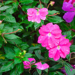 beautiful pink flowers in the garden