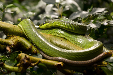 Green snake on a branch