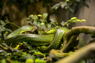 Green snake on a branch