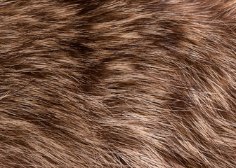 Raccoon fur closeup