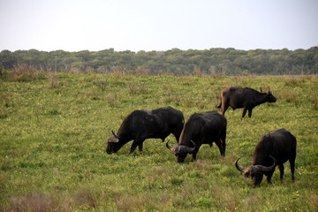 2015-10 Südafrika