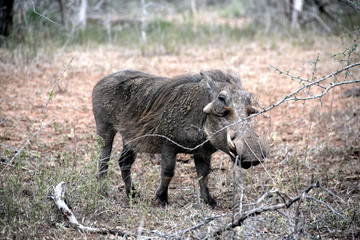 2015-10 Südafrika