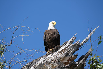 Bald eagle 4