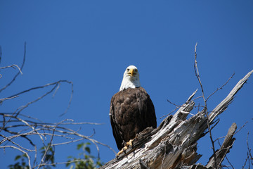 Bald eagle 3
