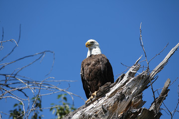 Bald eagle 2