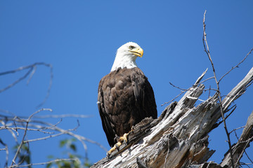Bald eagle 