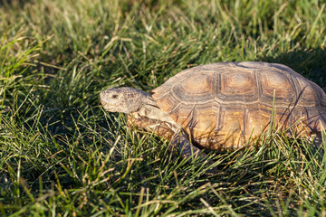Desert Tortoise