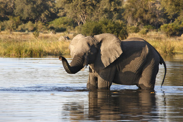 African Elephant - Khwai River - Botswana