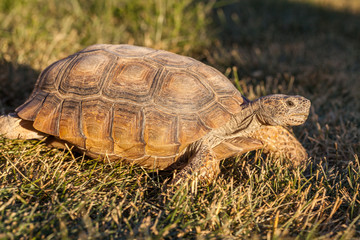Cute Desert Tortoise in Arizona