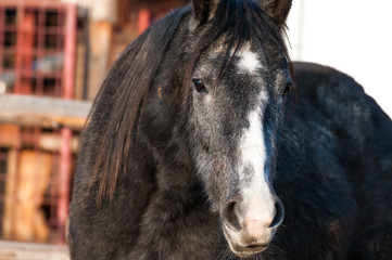 Grey purebred horse portrait shot at sunset on a little farm.