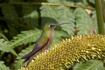 Humming Bird - Fawn-breasted Brilliant - Ecuador