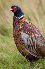 Male Common Pheasant in the Scottish Highlands