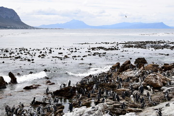 Fototapeta premium 2015-10 Südafrika