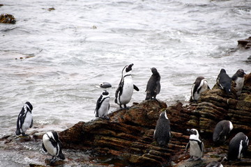 Fototapeta premium 2015-10 Südafrika