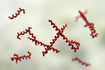 Treponema denticola bacteria, 3D illustration. Gram-negative anaerobic bacteria that live in oral cavity and are involved in periodontal diseases